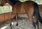 Thoroughbred - Horse for Sale in Somerset, TX 78069 Thoroughbred - Horse for Sale in Somerset, TX 78069