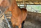 Thoroughbred - Horse for Sale in Somerset, TX 78069 Thoroughbred - Horse for Sale in Somerset, TX 78069