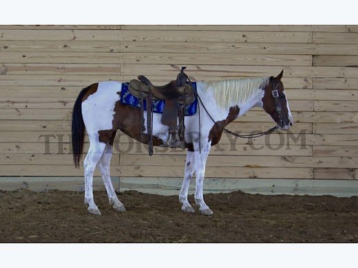 Trail 4H Paint Mare