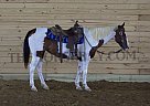 Paint - Horse for Sale in Germantown, MO 41044