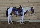 Paint - Horse for Sale in Germantown, MO 41044 Paint - Horse for Sale in Germantown, MO 41044