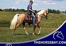 Tennessee Walking - Horse for Sale in Parkers Lake, KY 42634