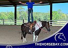 Pony - Horse for Sale in Fountain Inn, SC 29644 Pony - Horse for Sale in Fountain Inn, SC 29644