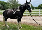 Duke - Gelding in Wildwood, MO Duke - Gelding in Wildwood, MO