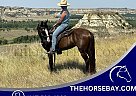 Tennessee Walking - Horse for Sale in Little Rock, AR 72122 Tennessee Walking - Horse for Sale in Little Rock, AR 72122