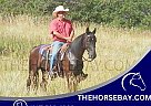 Tennessee Walking - Horse for Sale in Calhan, CO 80808 Tennessee Walking - Horse for Sale in Calhan, CO 80808
