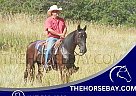 Tennessee Walking - Horse for Sale in Calhan, CO 80808
