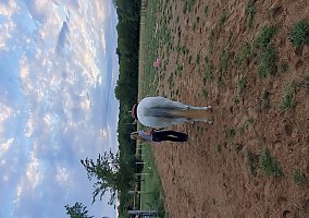 Quarter Horse (Quarter Horse, Mare) in Cedar Hill, MO