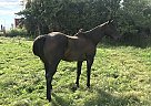 Quarter Horse Gelding for Sale in Bloomfield, Nebraska Quarter Horse Gelding for Sale in Bloomfield, Nebraska