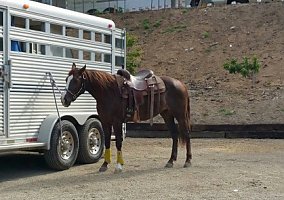 Quarter Horse (Quarter Horse, Mare) in San Juan Capistrano, CA