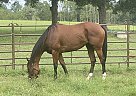 Thoroughbred - Horse for Sale in Douglas, GA 31533