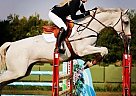 Competative Junior Jumper Holsteiner Mare