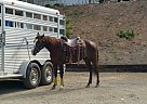 2012 AQHA Mare Quarter Horse Mare