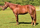 Pony - Horse for Sale in Birch Tree, MO 65708 Pony - Horse for Sale in Birch Tree, MO 65708