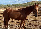 Quarter Horse - Horse for Sale in Congress, AZ 65708