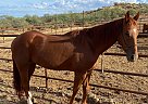 Quarter Horse - Horse for Sale in Congress, AZ 65708 Quarter Horse - Horse for Sale in Congress, AZ 65708