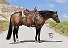 Quarter Horse - Horse for Sale in Bayard, NE 69334