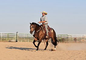 Quarter Horse (Quarter Horse, Stallion) in Bayard, NE