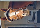 Thoroughbred - Horse for Sale in St. Catharines, ON L2S2M3 Thoroughbred - Horse for Sale in St. Catharines, ON L2S2M3