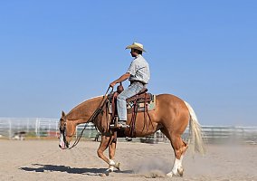 Quarter Horse (Quarter Horse, Mare) in Bayard, NE