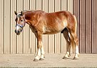 Belgian Draft - Horse for Sale in Rocky Comfort, MO 65708