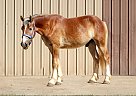 Belgian Draft - Horse for Sale in Rocky Comfort, MO 65708 Belgian Draft - Horse for Sale in Rocky Comfort, MO 65708