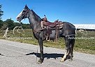 Boston Legal - Gelding in Jamestown, KY Boston Legal - Gelding in Jamestown, KY