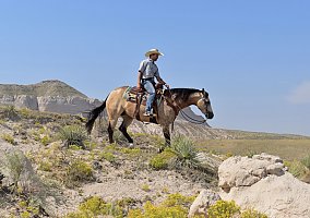 Quarter Horse (Quarter Horse, Mare) in Bayard, NE