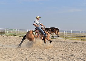 Quarter Horse (Quarter Horse, Gelding) in Bayard, NE