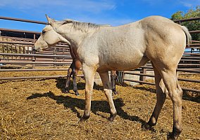 Quarter Horse (Quarter Horse, Mare) in Sebeka, MN