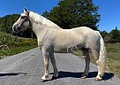 Vanilla Ice - Gelding in Jamestown, KY Vanilla Ice - Gelding in Jamestown, KY