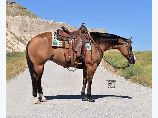 Dun Mare Tail-Reining-Family