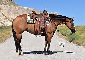 Quarter Horse (Quarter Horse, Mare) in Bayard, NE