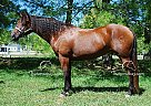 Legacy - Gelding in Mount Vernon, KY Legacy - Gelding in Mount Vernon, KY