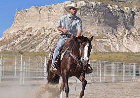 Quarter Horse (Quarter Horse, Gelding) in Bayard, NE