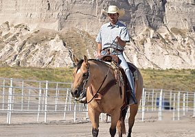 Quarter Horse (Quarter Horse, Gelding) in Bayard, NE
