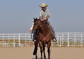 Quarter Horse (Quarter Horse, Gelding) in Bayard, NE