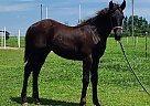 Quintessa - Mare in Buffalo, KY Quintessa - Mare in Buffalo, KY