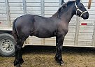 Friesian - Horse for Sale in Sebeka, MN 56477
