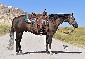 Quarter Horse (Quarter Horse, Gelding) in Bayard, NE