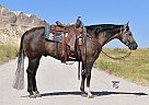 Quarter Horse - Horse for Sale in Bayard, NE 69334