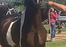 Gypsy Vanner Gelding for Sale in Vulcan, Michigan Gypsy Vanner Gelding for Sale in Vulcan, Michigan