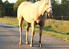 Quarter Horse - Horse for Sale in Everton, MO 65708 Quarter Horse - Horse for Sale in Everton, MO 65708