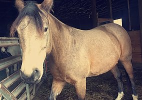 Horse (Quarter Horse, Mare) in Troy, MO