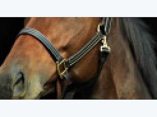 Hunter/Jumper Or Eventer