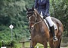 Jump/Dressage Prospect CC Khenipsen