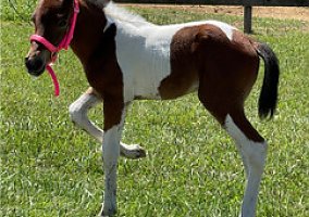 Standardbred (Standardbred, Gelding) in Peterstown, WV