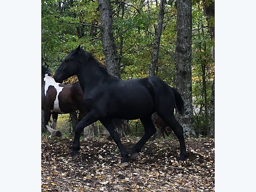 Percheron Stallion