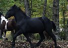 Percheron - Horse for Sale in Vulcan, MI 49892
