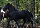 Percheron - Horse for Sale in Vulcan, MI 49892